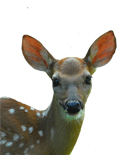 Deer Fence